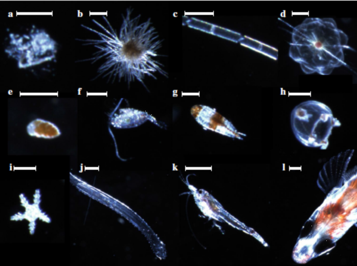 CPICS浮游生物彩色连续成像分类系统(图7)